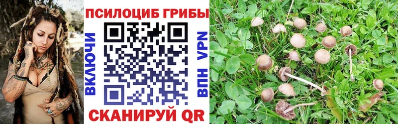 Купить где  Севск  Псилоцибиновые грибы Cubensis 